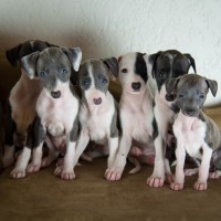 Italian Greyhoun breed mini puppies